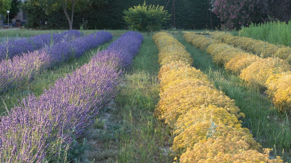 Un mas en Provence, de la plante au parfum