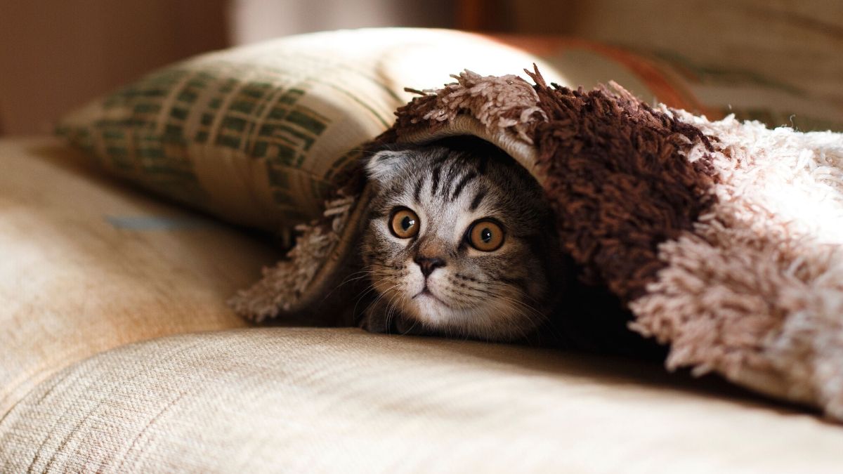 chat sous couverture