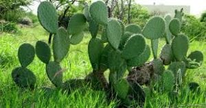 Vous connaissez sans doute déjà les figues de barbarie, fruits du nopal, un cactus qui peut atteindre près de trois mètres de haut, et qui abonde au Mexique.