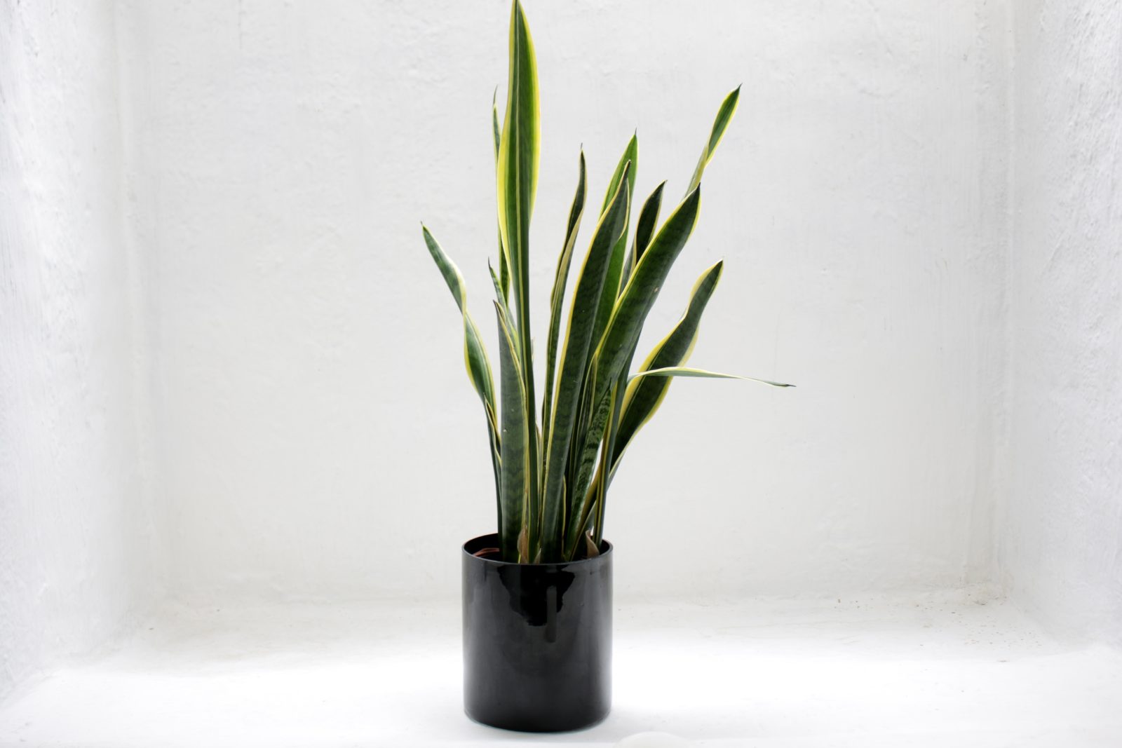 photo of green snake house plant 2123482