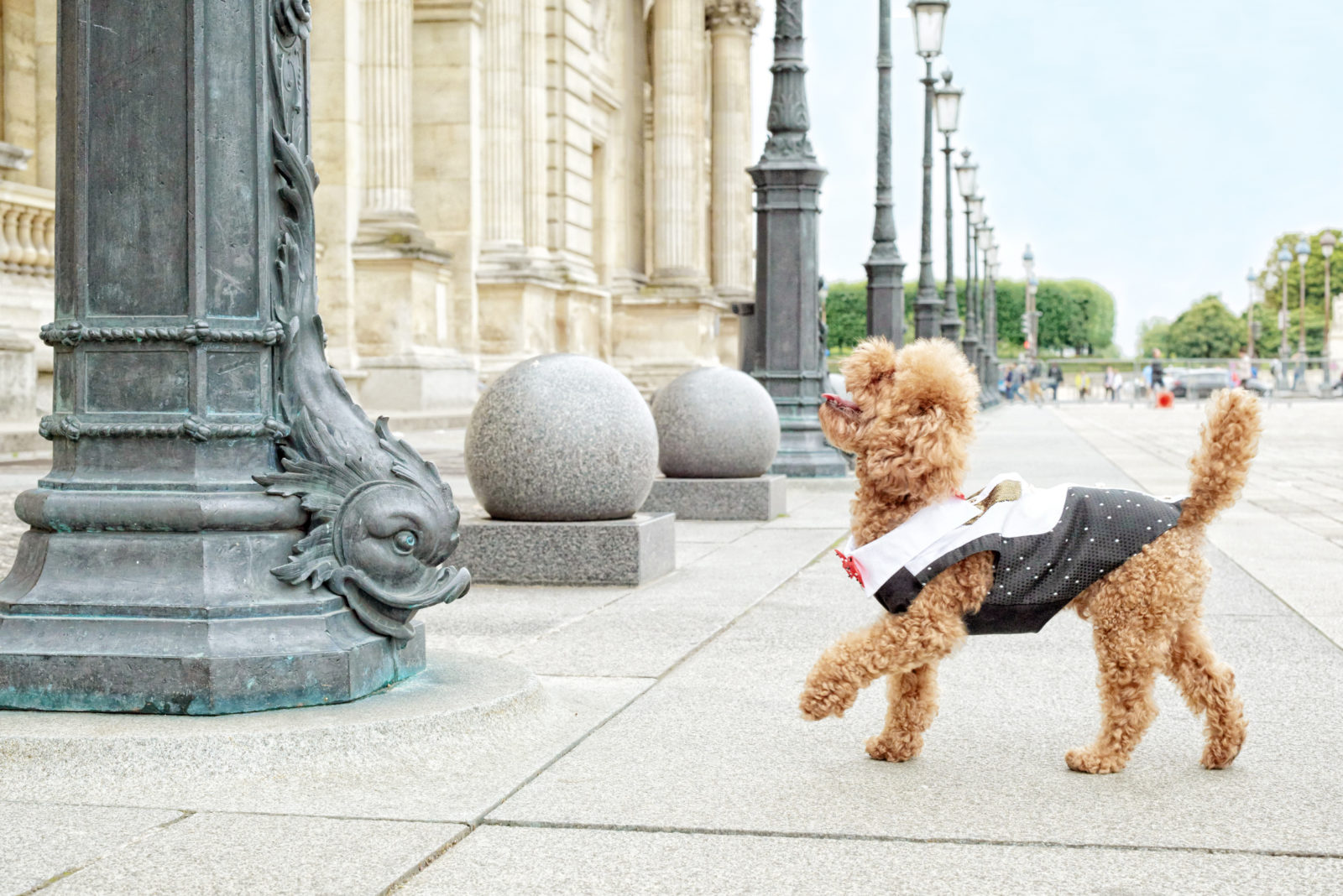 Diana & Toutouna vêtements de luxe et accessoires pour petits chiens - Ô Magazine