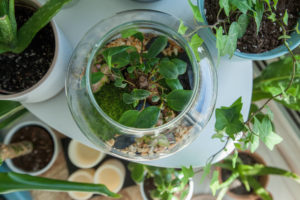 La Green Touch : créer votre terrarium DIY chez vous