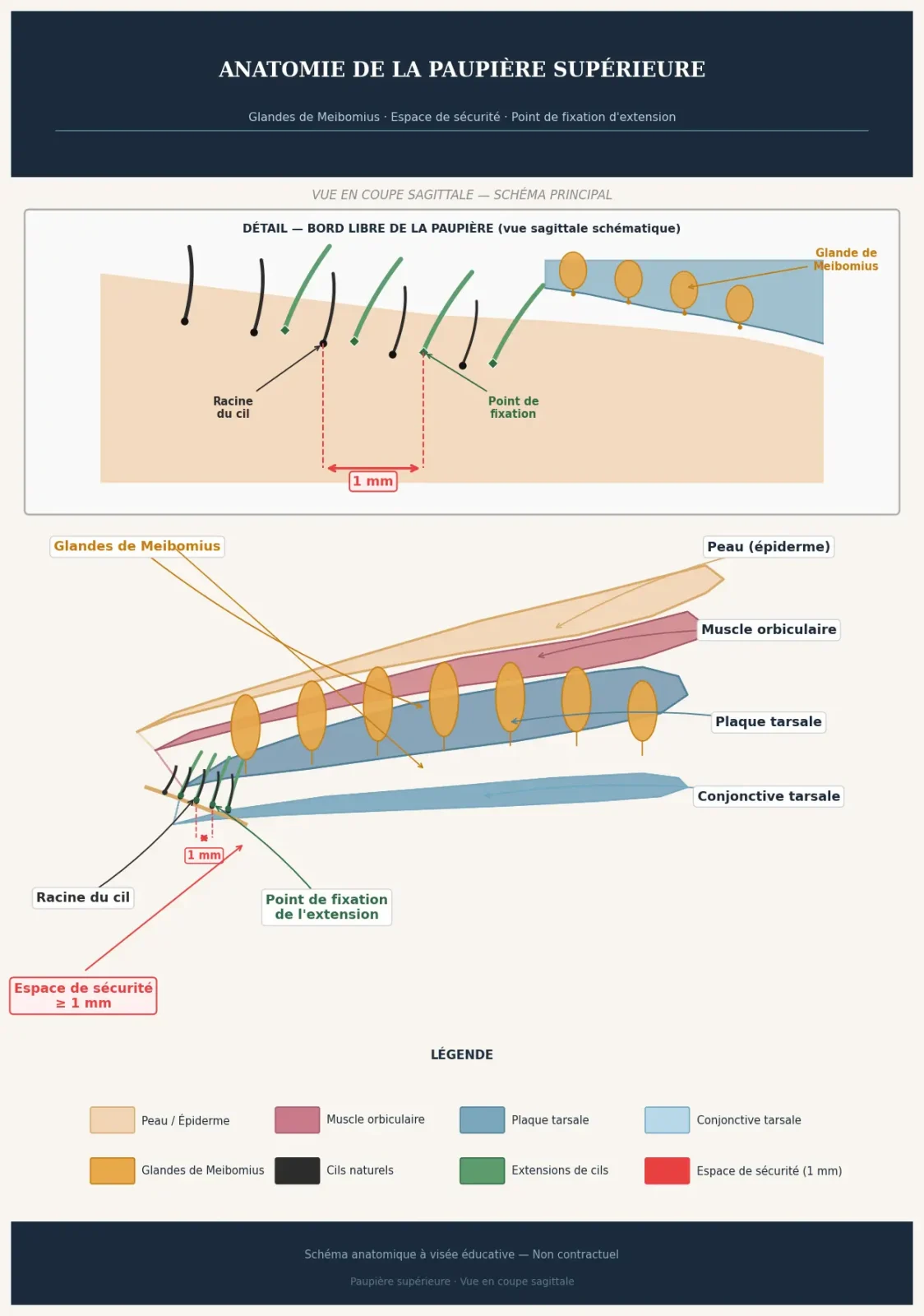 Extensions de cils : ce qu'il faut savoir pour préserver la beauté naturelle de votre regard 2 Schéma anatomique en coupe sagittale de la paupière supérieure, montrant les couches de peau, muscle orbiculaire, plaque tarsale et conjonctive. Les glandes de Meibomius sont représentées en orange dans le tarse. Un espace de sécurité de 1 millimètre est indiqué en rouge entre la racine du cil naturel et le point de fixation de l'extension.