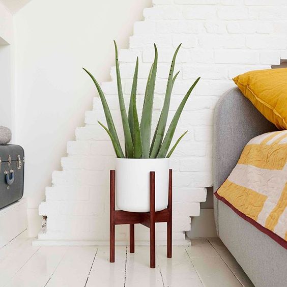 Les plus belles plantes d'intérieur pour une chambre plus cosy