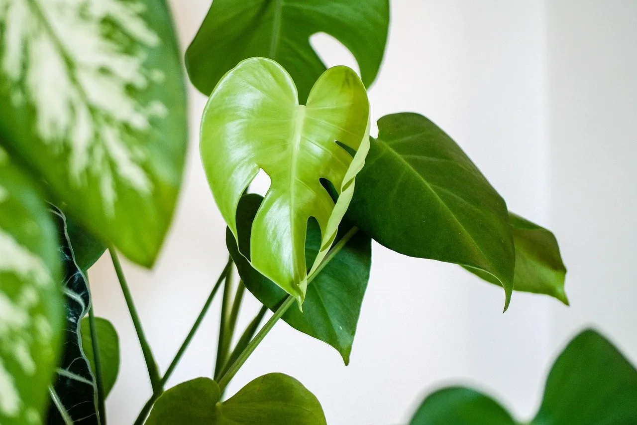 Les plantes ? On les aime un peu, beaucoup, passionnément !