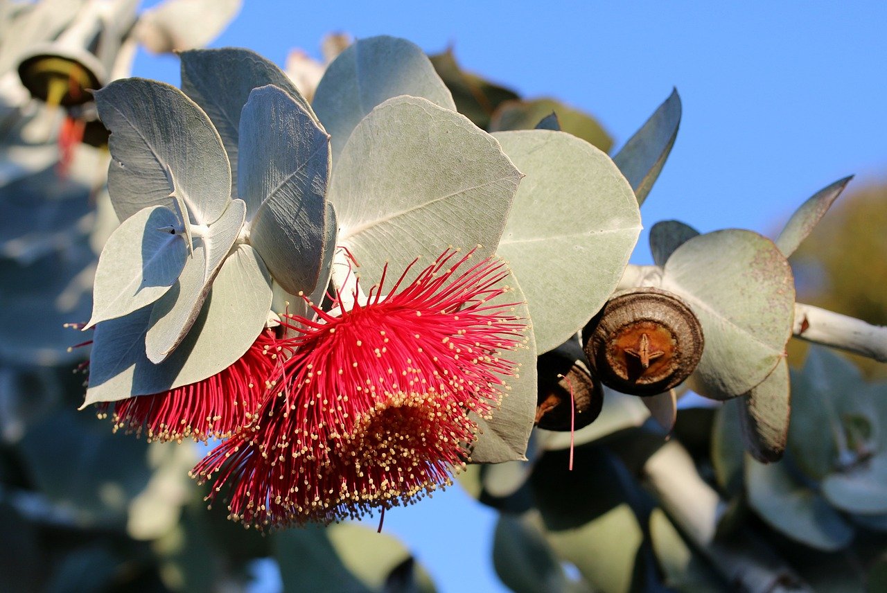 Aromathérapie - L'eucalyptus.