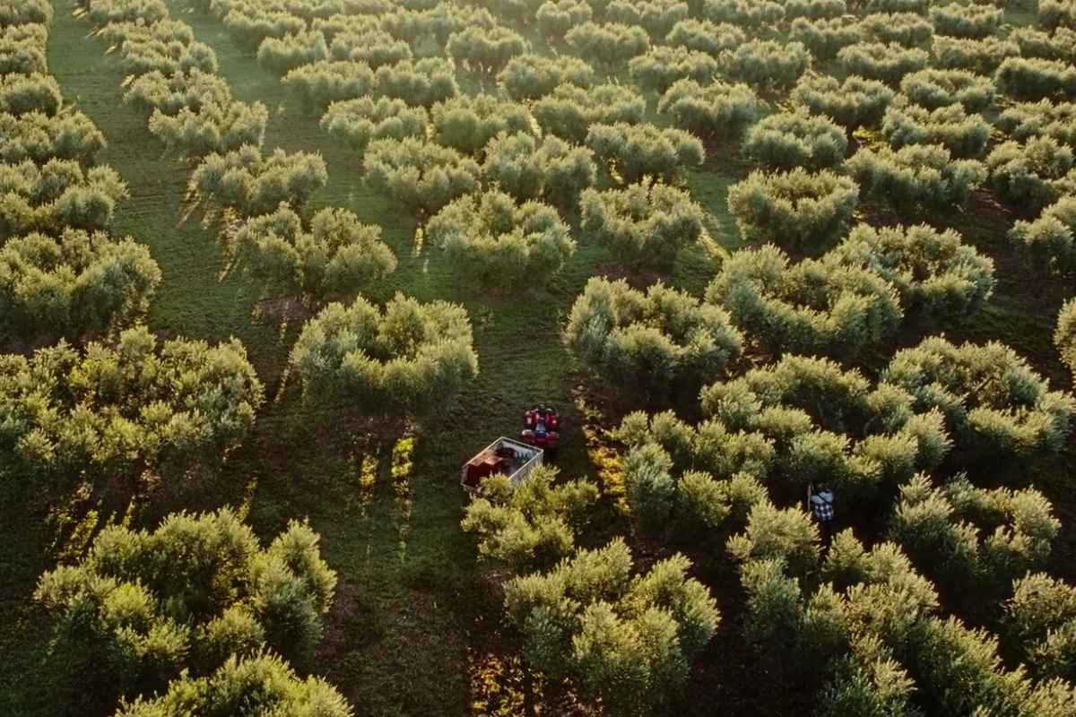 Champ d'oliviers en Provence soins anti-rides