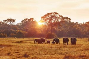 éléphants safari en Afrique voyage loisirs