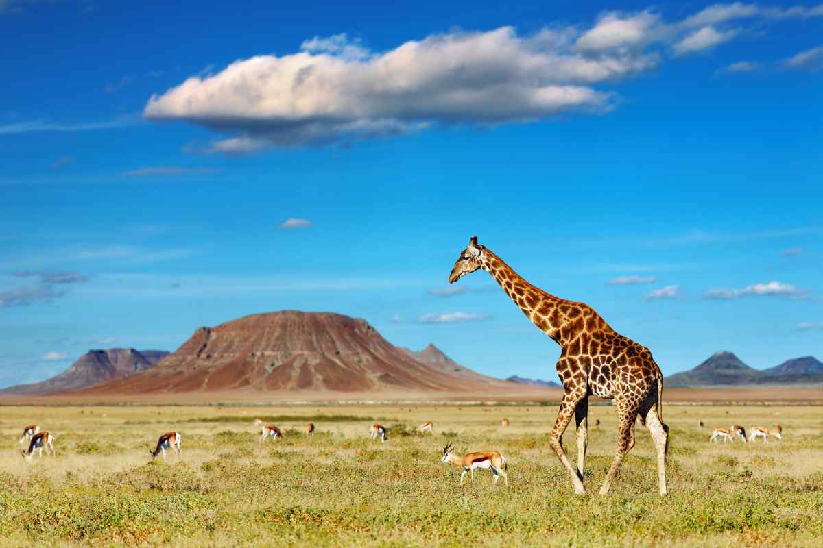 Faire safari Afrique Girafe Gazelle Ô Magazine