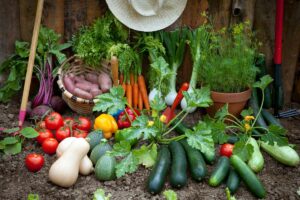 agriculture biologique fruits légumes panier