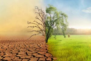 changement climatique sécheresse verdure nature