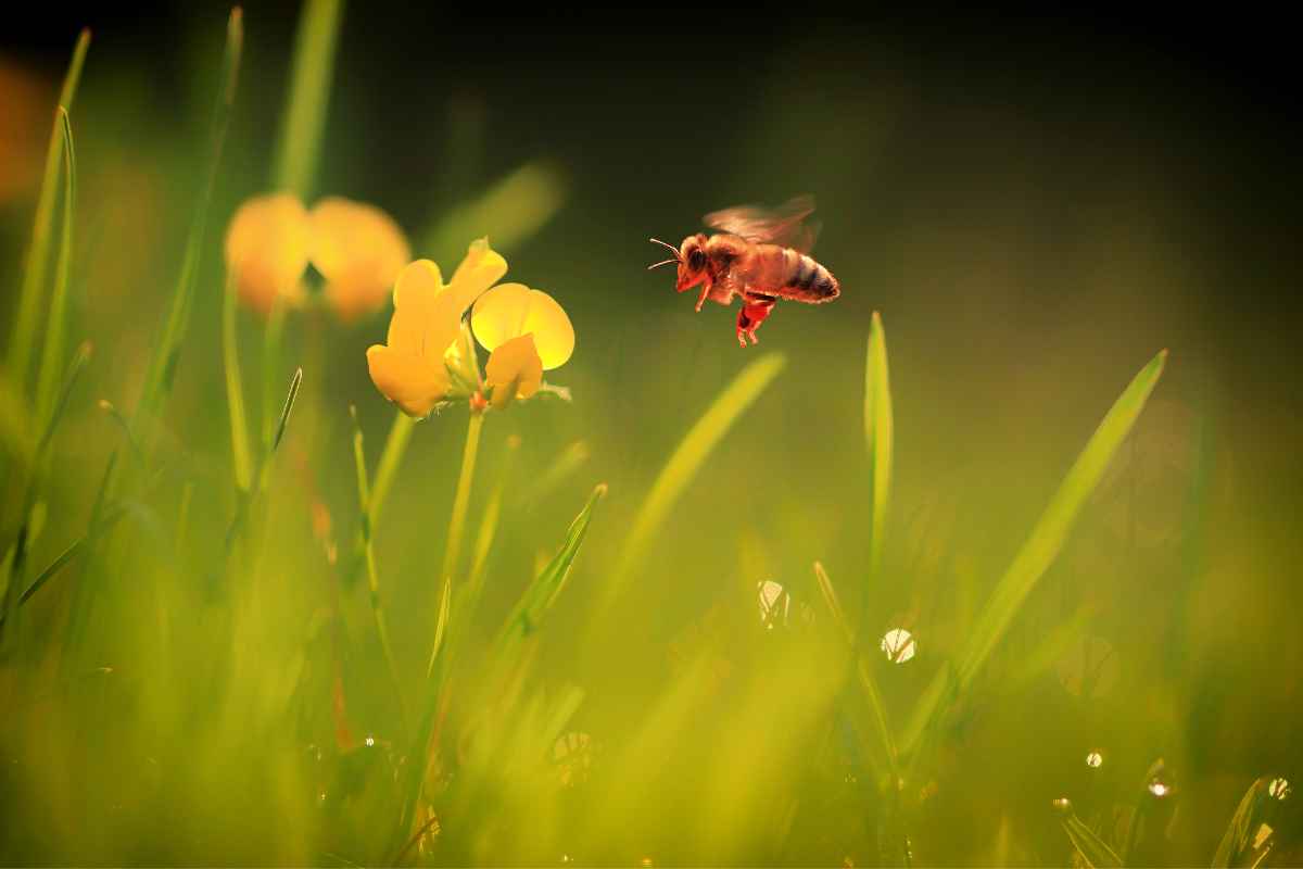 préserver la biodiversité abeilles fleurs