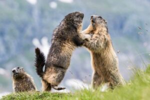 observer les animaux marmottes montagne France