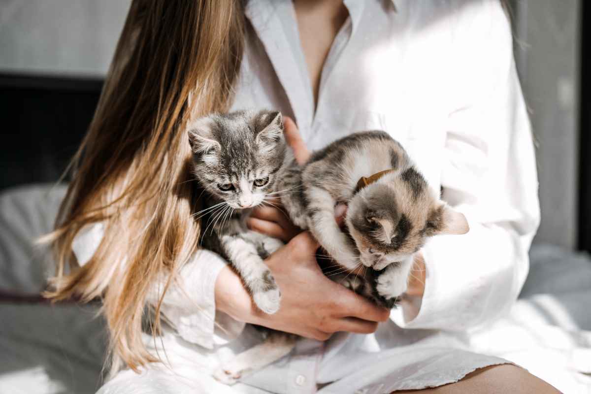 femme chatons procédure d'adoption d'un animal