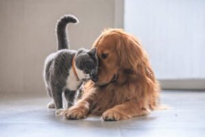 différences entre les chats et les chiens