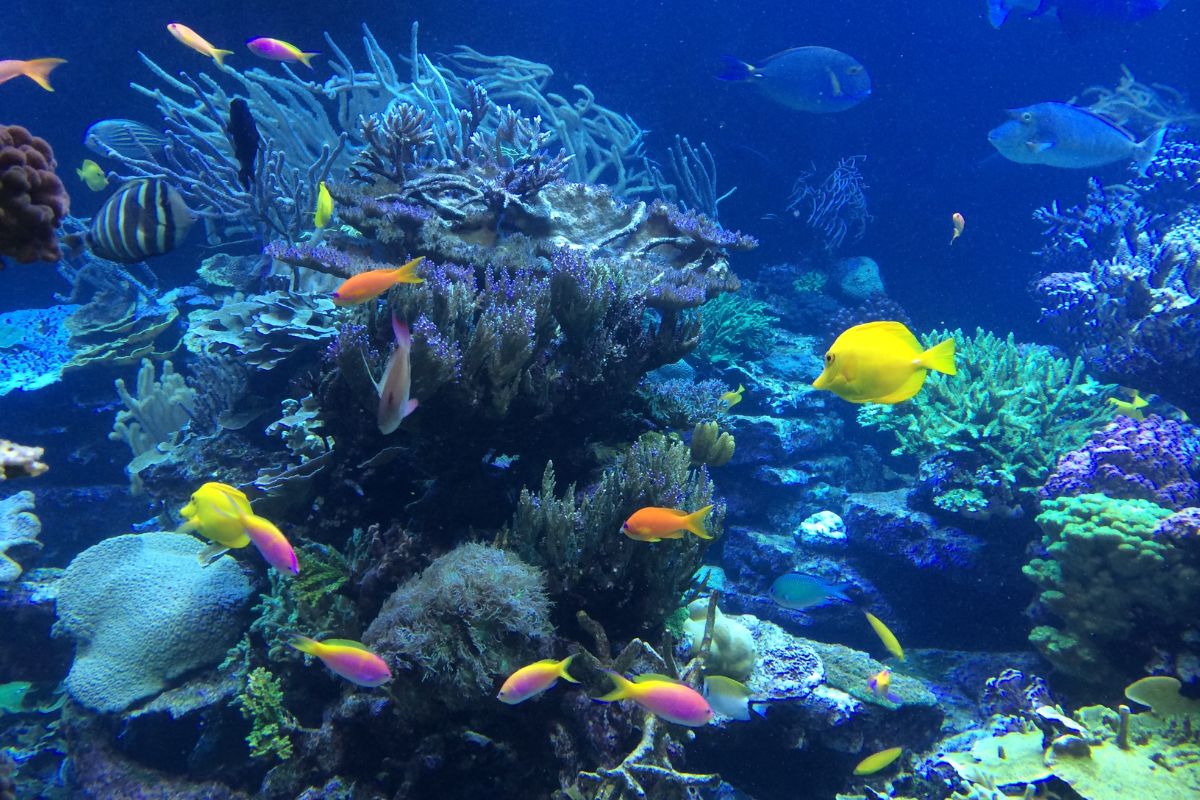 Plongée sous-marine luxe mer océan