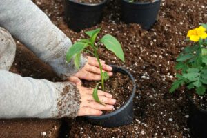 Jardiner pour le bien-être