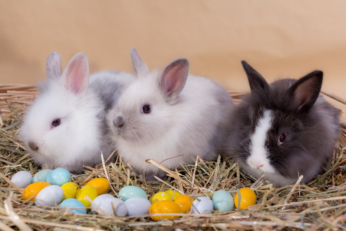 Comportement lapins nains