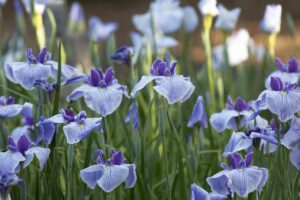 l'iris fleur plantes printemps