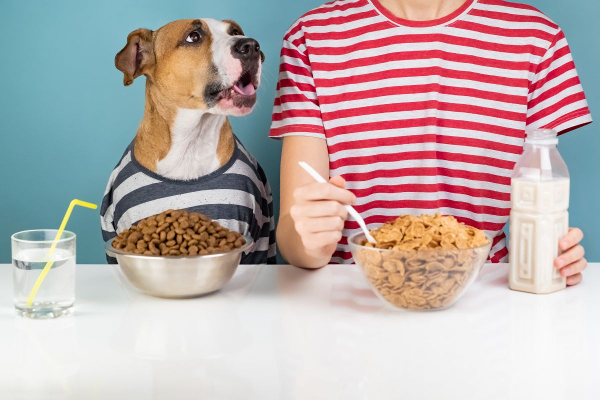 nourrir votre chien animal domestique