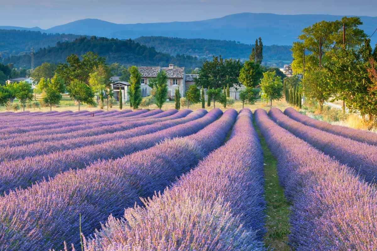 Écotourisme en Provence : les initiatives pour un tourisme durable et raffiné 1 lavande Provence omagazine.fr