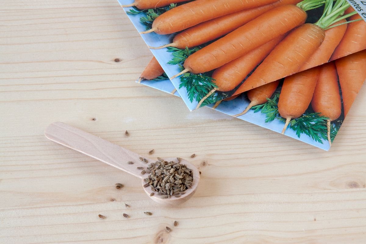 graines de carottes cuisine plantes alimentation