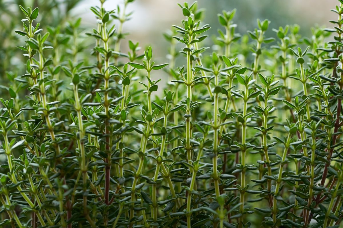 Thym bienfaits herbes aromatiques alimentation