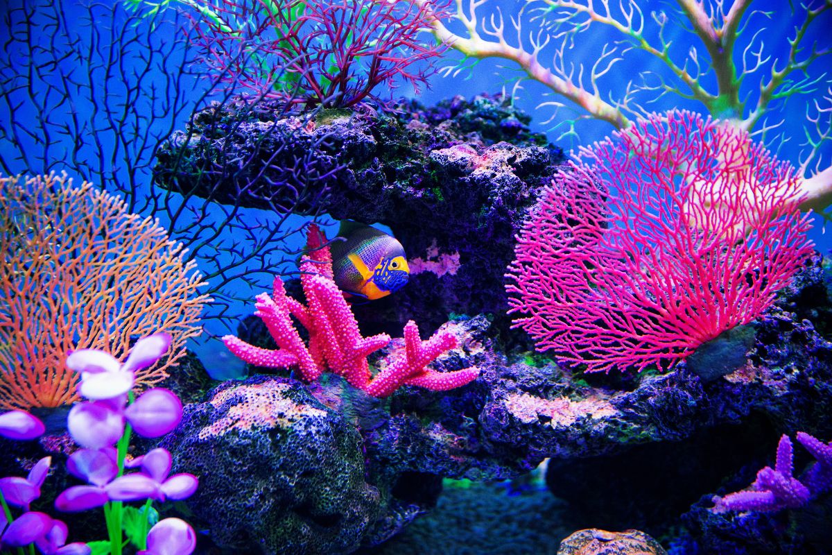 dégradation des récifs coraliens environnement