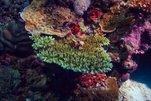conservation écosystèmes marins