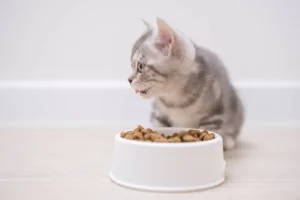 Les avantages nutritionnels des croquettes sans céréales pour chatons 2 Croquette sans céréales chaton