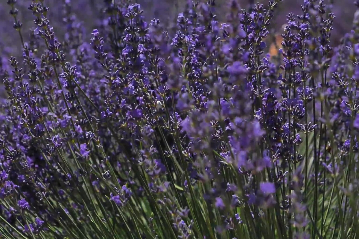 Gros plan sur un champ de lavande sauvage en fleurs en Provence.