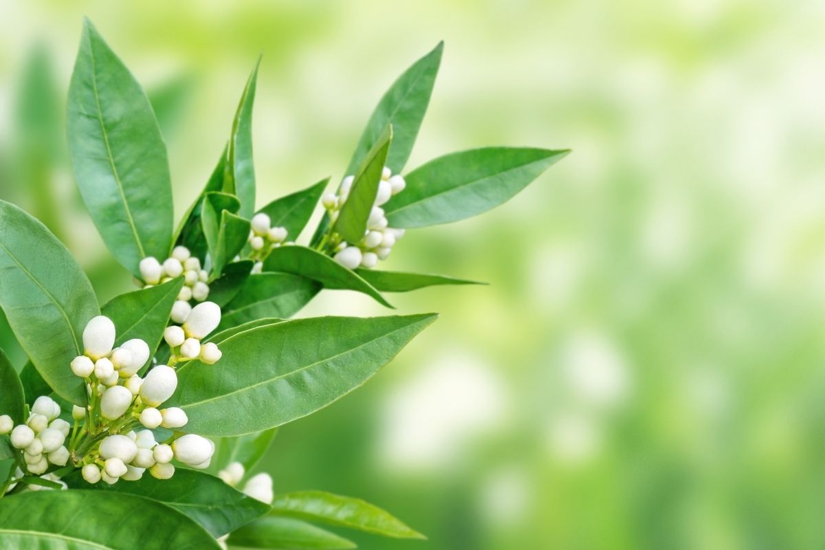 Fleur d'oranger néroli omagazinefr