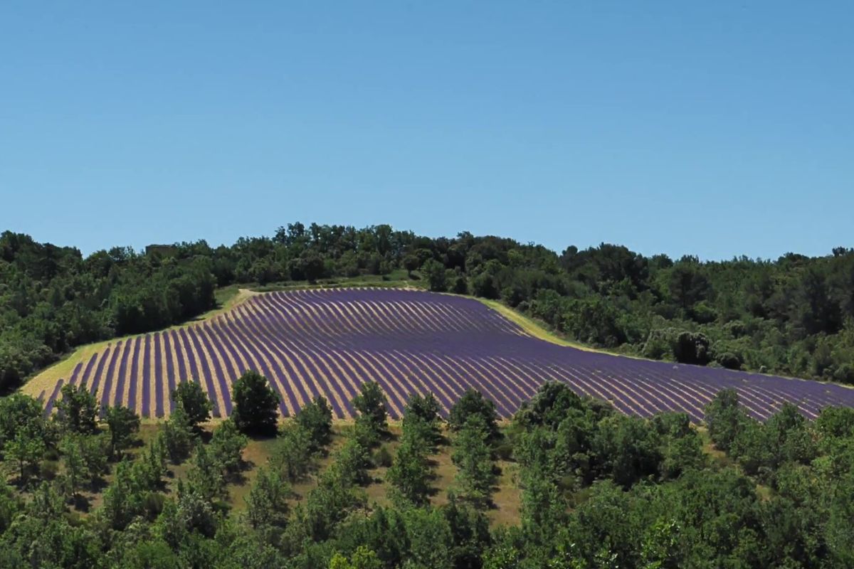 Champs de lavande en Provence avec des collines et des arbres