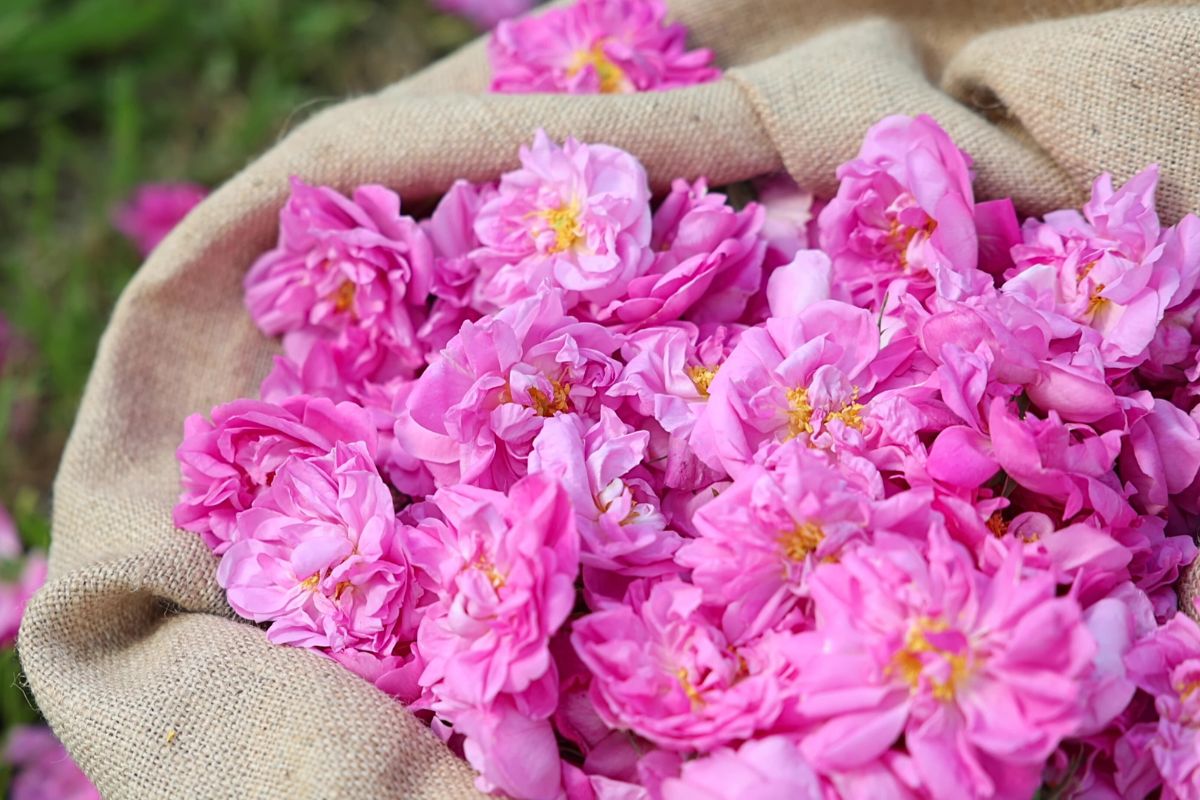 Pétales de roses de mai roses dans un sac de toile de jute