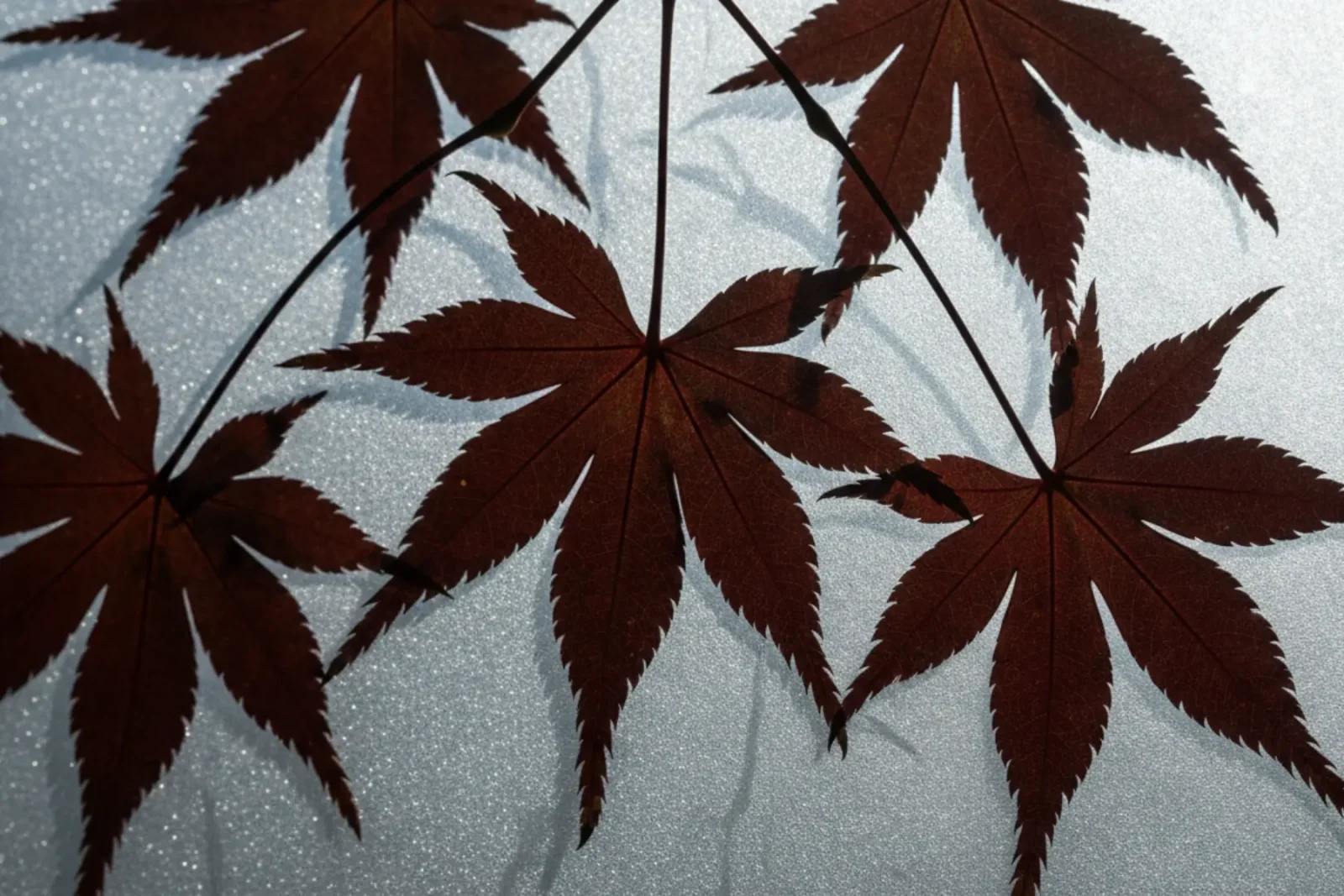 Feuilles d'érable japonaises éclairées par la lumière du matin contre une vitre