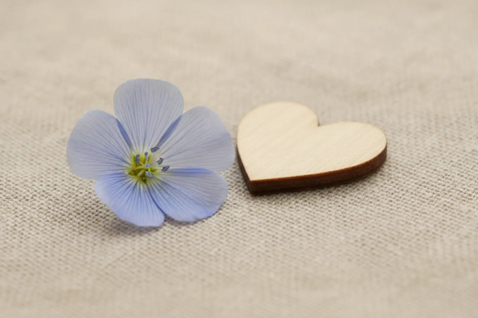 les secrets de l'huile de lin, le supplément végétal pour votre équilibre. 2 Fleur de lin posée sur un drap en lin, lumière douce et naturelle.
