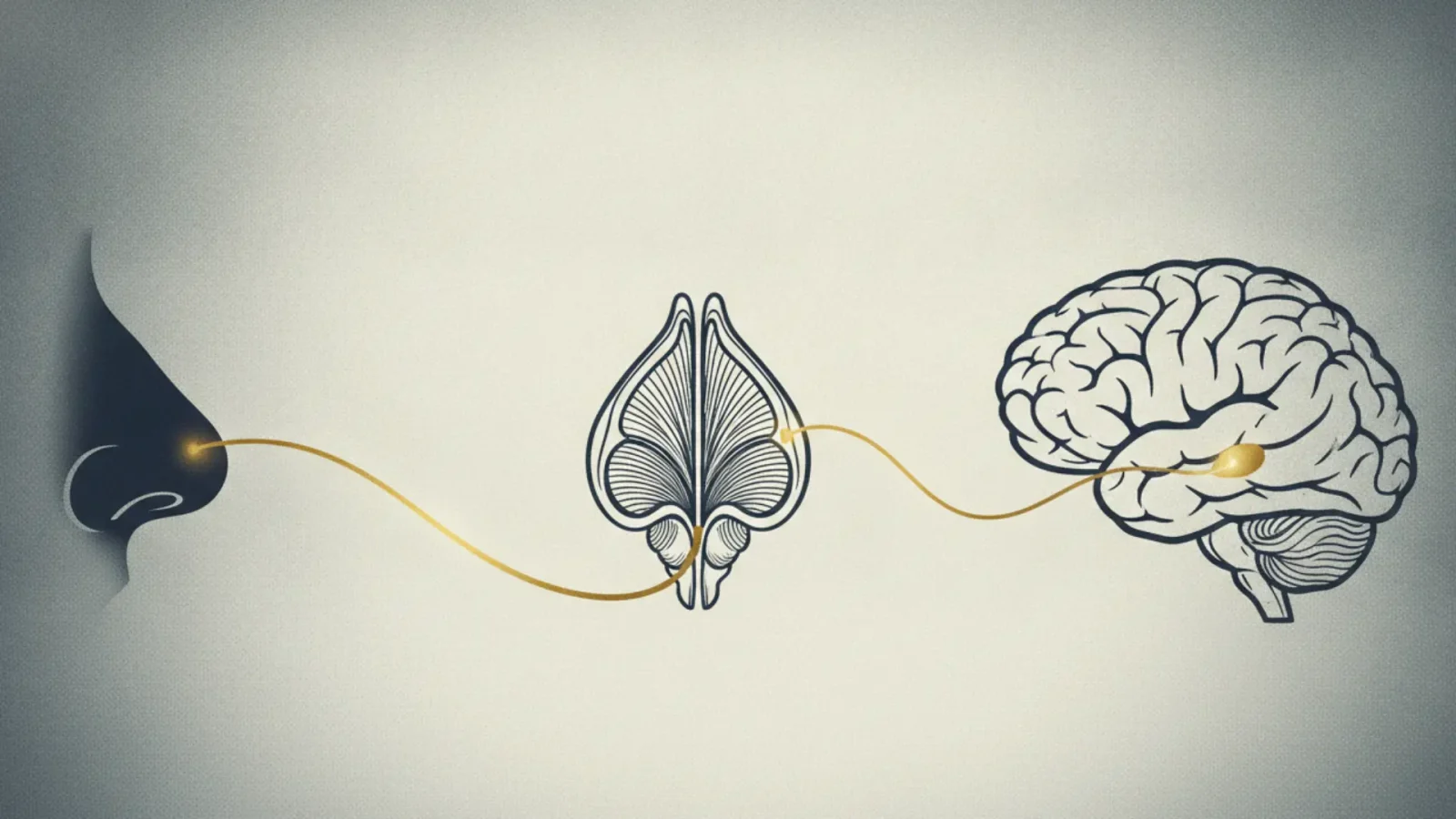Schéma artistique minimaliste représentant le trajet des odeurs du nez au cerveau, mettant en valeur l'amygdale et l'hippocampe.