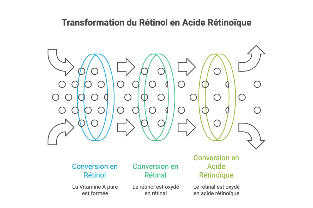 Schéma épuré illustrant la cascade métabolique de la vitamine A dans l'épiderme, décomposant graphiquement les transformations successives du rétinol vers le rétinaldéhyde, puis vers l'acide rétinoïque actif à travers trois filtres moléculaires colorés.