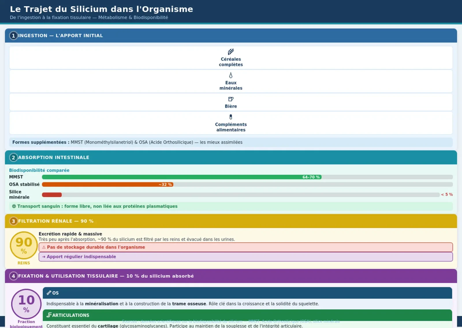 Silicium organique : vérités, nuances et comment faire le bon choix 2 Infographie comparative des bienfaits et critères de choix du silicium organique.